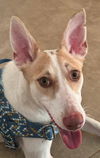 adoptable Dog in , BC named RINALDO (Oman) yo