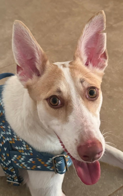 RINALDO (OMAN) YO - Ibizan Hound / Canaan Dog available for adoption