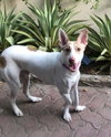 RINALDO (Oman) yo - Photo 2