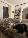 RINALDO (Oman) yo - Photo 3