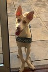 RINALDO (Oman) yo - Photo 4