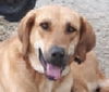 adoptable Dog in  named SALTY (Mid-East) yo