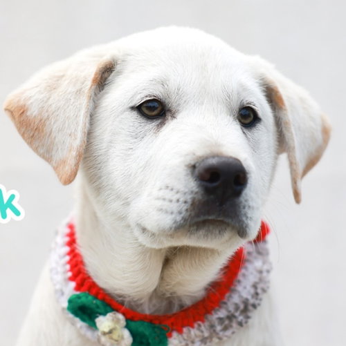 TAESIK (S. KOREA) HZ - Labrador Retriever / Pointer available for adoption