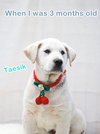 TAESIK (S. Korea) HZ - Photo 2