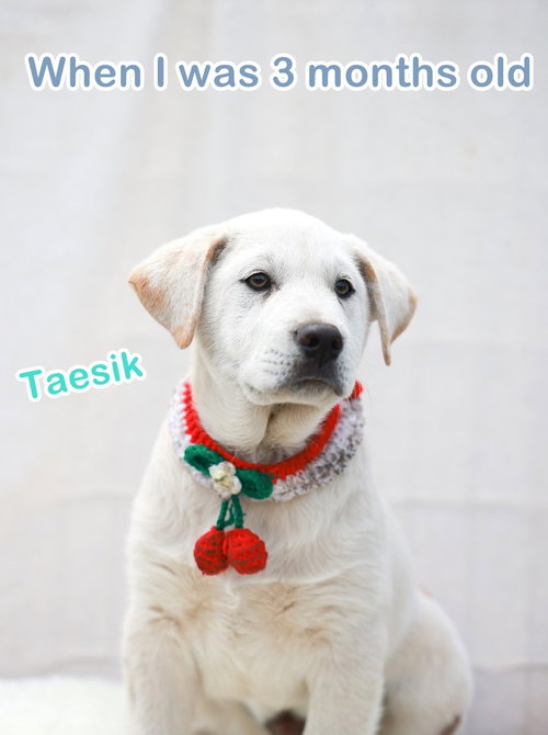 TAESIK (S. KOREA) HZ - Labrador Retriever / Pointer available for adoption