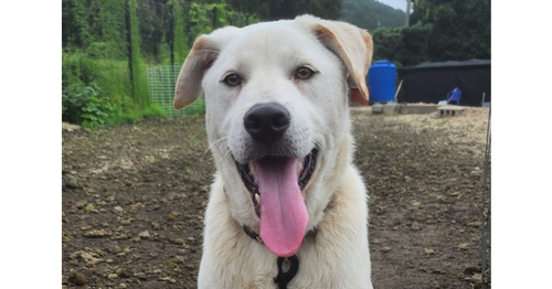 TAESIK (S. Korea) HZ, an adoptable Labrador Retriever in LANGLEY, BC