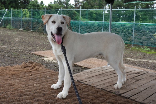 TAESIK (S. KOREA) HZ - Labrador Retriever / Pointer available for adoption