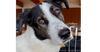 adoptable Dog in  named Lily - Courtesy Post