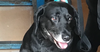 adoptable Dog in , BC named JOLIE (Rep of Georgia) yo BOND w/ NOONA