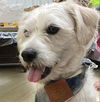 adoptable Dog in , BC named Baxter (Mid-East) sm