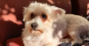 adoptable Dog in , BC named Jessi (Mid East) sm