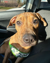 adoptable Dog in , BC named JELLYBEAN (local - Toronto) nt URGENT