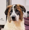 adoptable Dog in , BC named Mani (Middle East) ST
