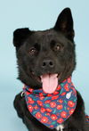 adoptable Dog in , BC named Chex (S. Korea) hz