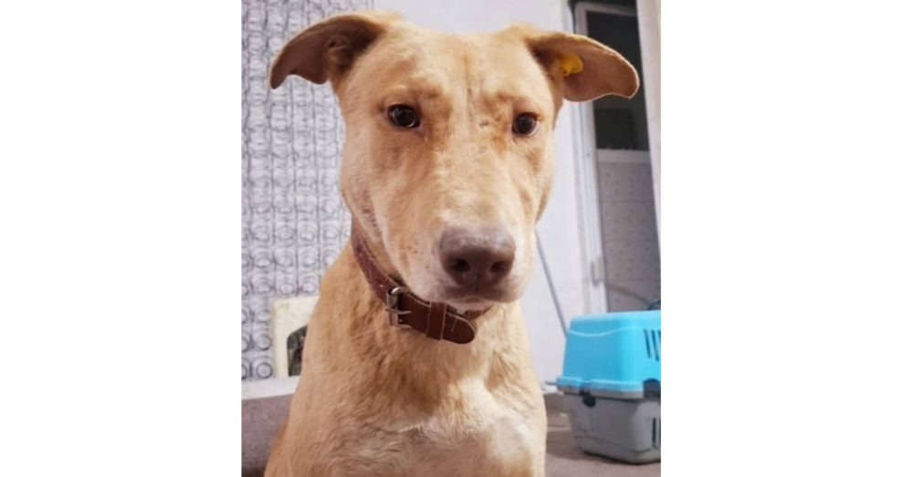 adoptable Dog in Langley, BC named Doreen (Middle East), ST