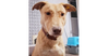 adoptable Dog in  named Doreen (Middle East), ST