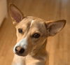 adoptable Dog in  named JET (LOCAL) sf
