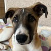 adoptable Dog in , BC named MARLY (Mid-East) yo