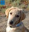 adoptable Dog in , BC named Tyger - LOCAL -  jo