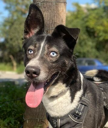 adoptable Dog in Langley, BC named INSPIRE (Lebanon) kt