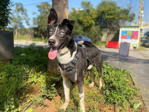 INSPIRE (LEBANON) NT - Husky available for adoption