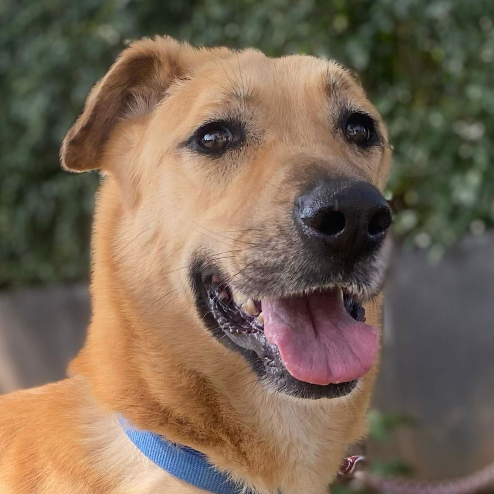 adoptable Dog in Langley, BC named ZOEY (Lebanon) kt