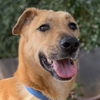 adoptable Dog in  named ZOEY (Lebanon) kt