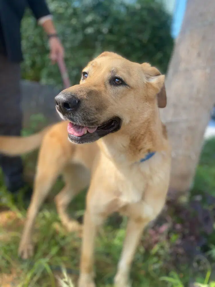 Zoey Lebanon Nt image 2