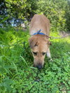 ZOEY (Lebanon) nt - Photo 4