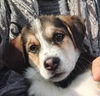 adoptable Dog in  named CHANEL (Mid-East) yo - DEAF