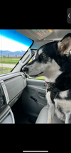 adoptable Dog in Langley, BC named Bailey (Courtesy Post)