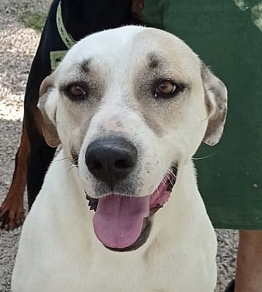 PRECIOUS (TURKEY) KT - Labrador Retriever / Anatolian Shepherd available for adoption