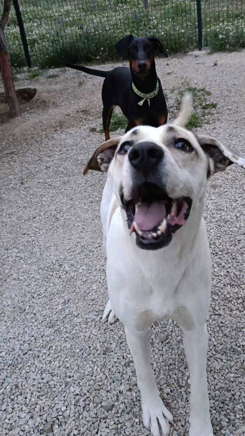 PRECIOUS (TURKEY) KT - Labrador Retriever / Anatolian Shepherd available for adoption