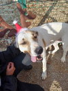PRECIOUS (Turkey) kt - Photo 3
