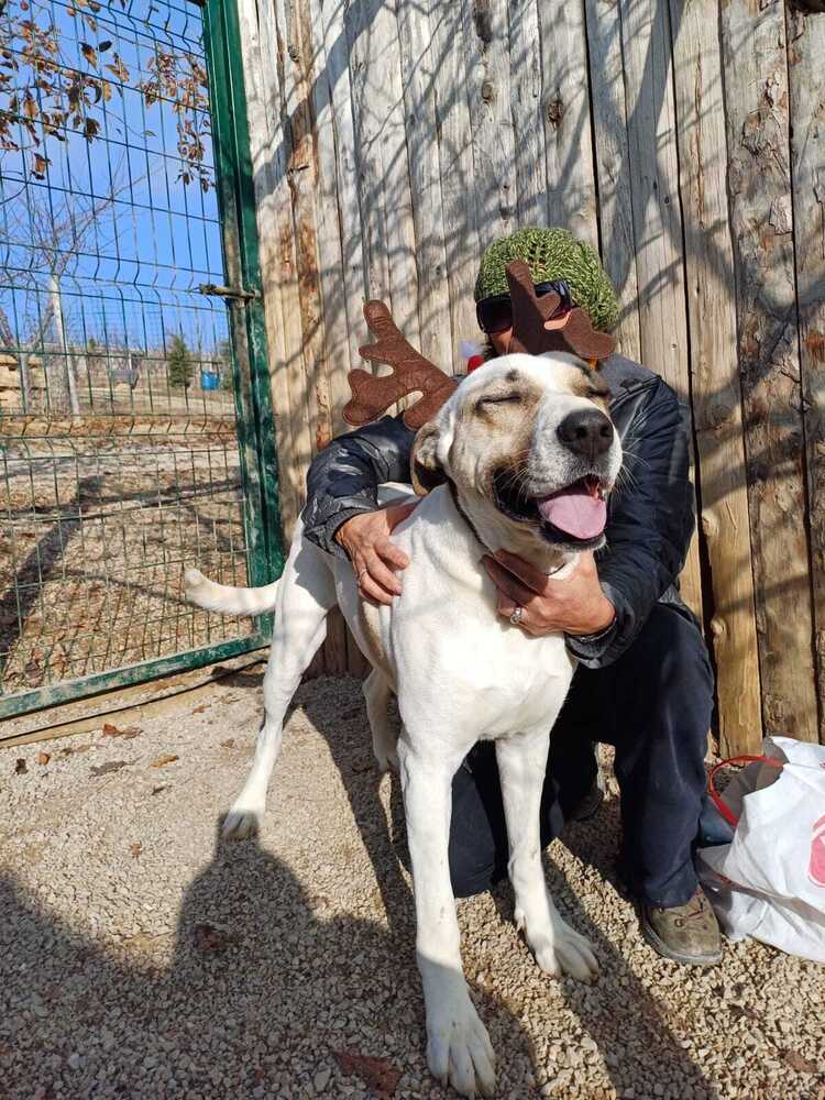 PRECIOUS (Turkey) kt