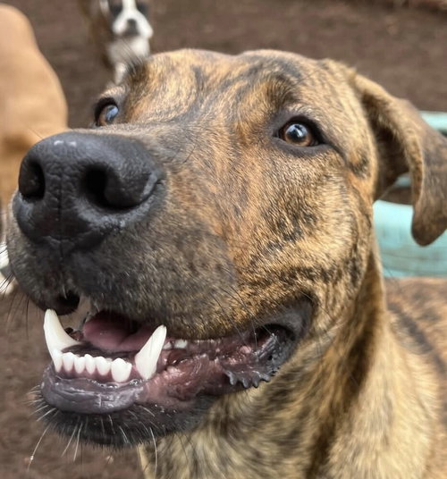 AUGGIE (COURTESY POST) - Pit Bull Terrier / Belgian Shepherd Malinois available for adoption