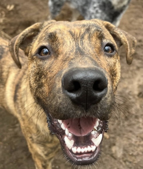 AUGGIE (COURTESY POST) - Pit Bull Terrier / Belgian Shepherd Malinois available for adoption