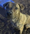 Auggie (Courtesy Post) - Photo 3