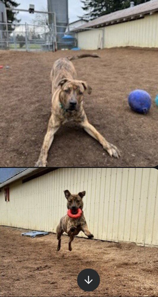 Auggie (Courtesy Post)