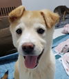 adoptable Dog in Langley, BC named S