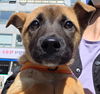 adoptable Dog in Langley, BC named Toffee (S. Korea) hz