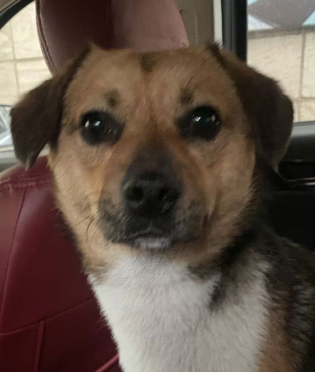 adoptable Dog in Langley, BC named DOBBY (mid East) LF