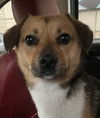 adoptable Dog in Langley, BC named DOBBY (mid East) LF