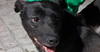 adoptable Dog in Langley, BC named Ms. Maggie - Mid- East - sf
