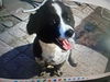 adoptable Dog in Langley, BC named Maxi - (Mid-East) - sf