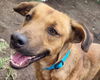 adoptable Dog in  named FELIZ (Mexico) yo