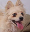 adoptable Dog in  named Pompom (Middle East) ST