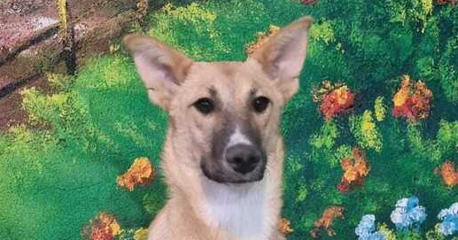 adoptable Dog in Langley, BC named Sorme (Mid-East) sm