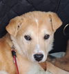 adoptable Dog in  named Madeleine (S. Korea) hz