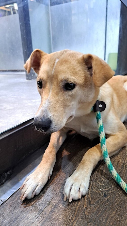 MADELEINE (S. KOREA) HZ - Jindo (Korean) available for adoption